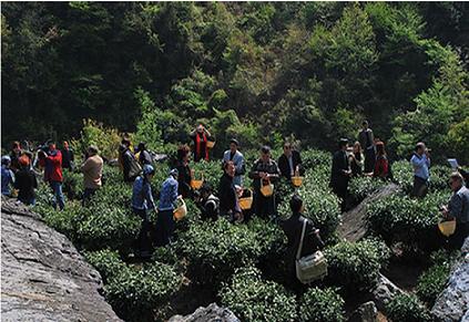 天方茶業(yè)與您相約霧里青故里