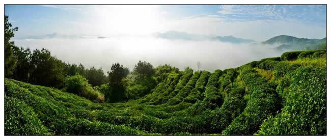 銅獎(jiǎng)  宛百里《高山云霧茶》