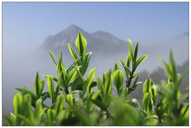 優(yōu)秀獎(jiǎng)  范建成《茶香天育霧里青》