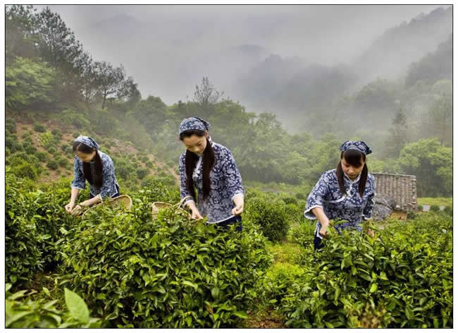 優(yōu)秀獎(jiǎng)  方紅兵《霧里采青》