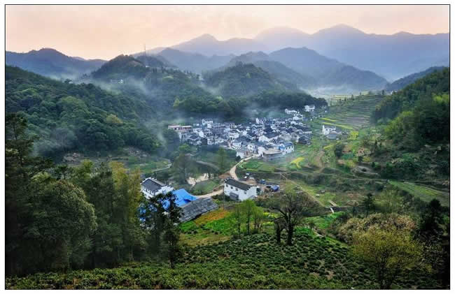 優(yōu)秀獎(jiǎng)  朱瑋《富硒野茶地氣涌》